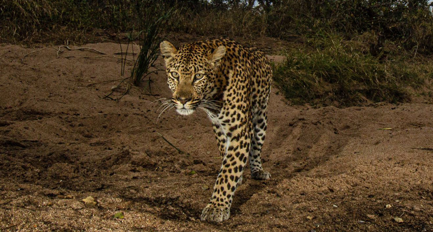 Wild animals like leopard and lions take a heavy financial toll when they attack farm stock animals. (Image: Griffith University).