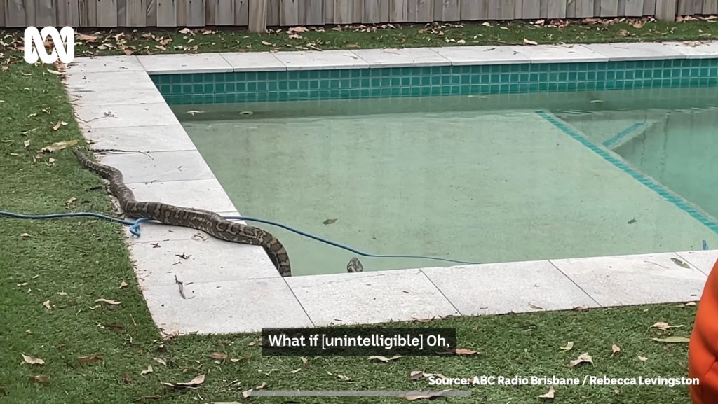 Thumbnail for Baby sharks to pool pythons – tails of the unexpected from crazy online world