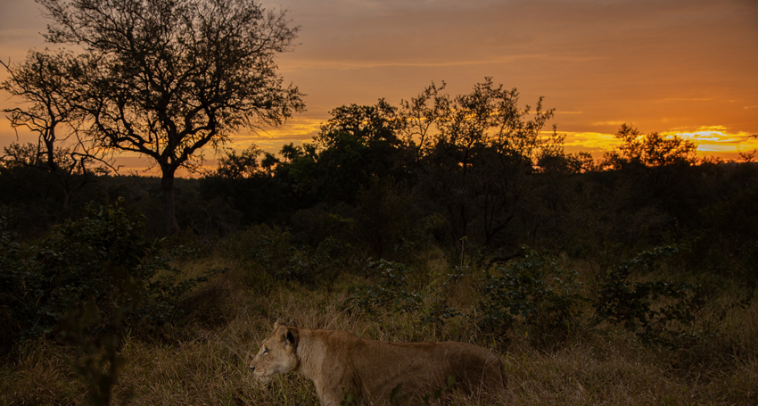 Thumbnail for Earth’s poorest pay the highest price for human-wildlife conflict