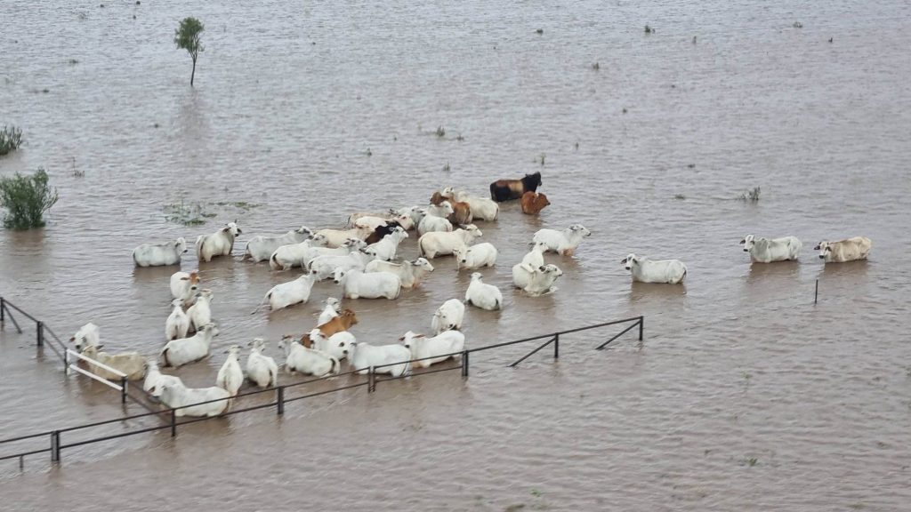 Thumbnail for Thousands of dead livestock part of enormous Gulf flood cleanup
