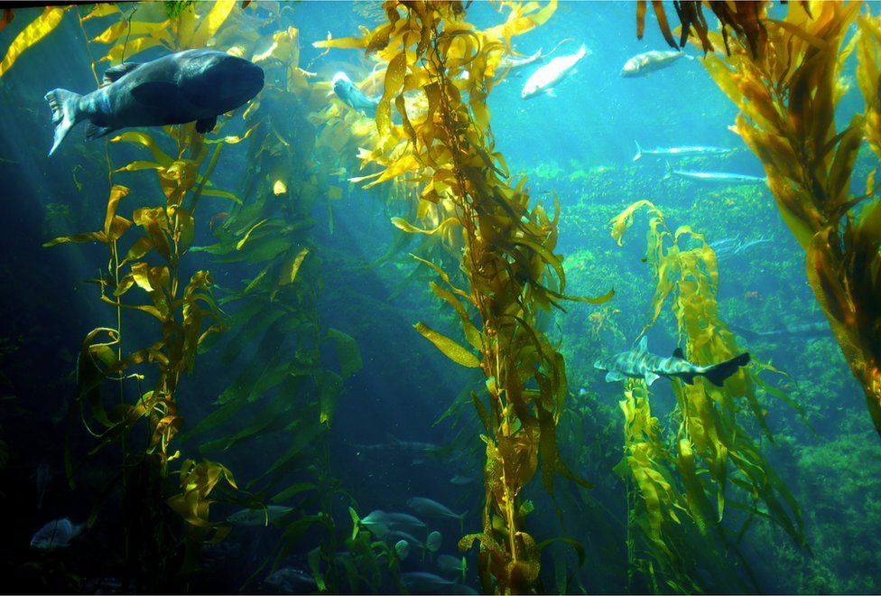 Australia's seaweed industry is growing but not at the speed needed. (Image: BBC)