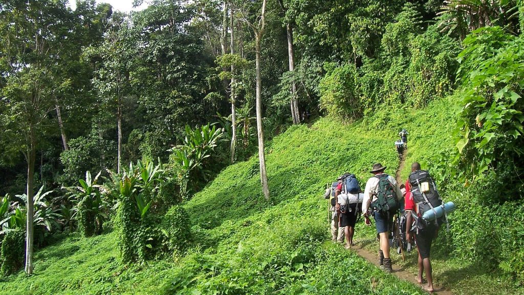Walkers on the Kokoda track. (Image: Luke Brindley)