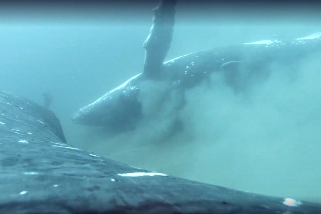 A supplied image obtained on Tuesday, April 18, 2023, of Humpback whales using the sandy sea bed off the Gold Coast as a day spa, rubbing themselves on the bottom to rid themselves of dead skin before they return to Antarctic waters.  (AAP Image/Supplied by Griffith University) 