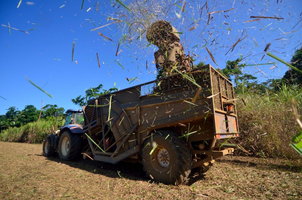 Thumbnail for Crushing it: Queensland sugar cane growers celebrate 43-year price high
