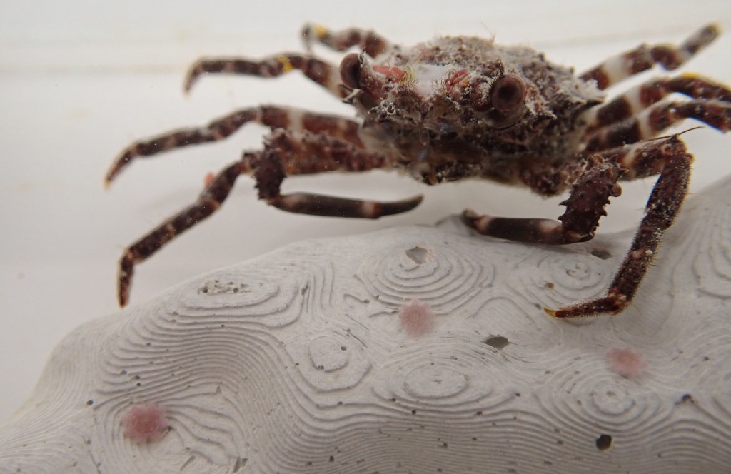 Thumbnail for Pocket rocket: Why fate of the Great Barrier Reef could rest with this tiny crab
