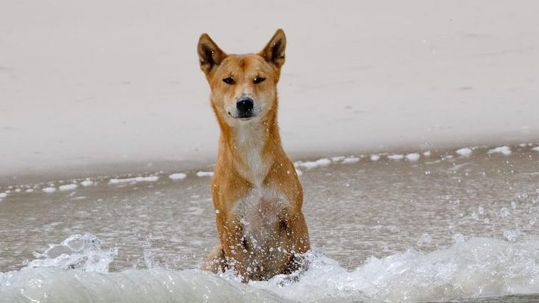 Thumbnail for Dingo ‘tried to hold girl underwater’ during attack on K’gari beach