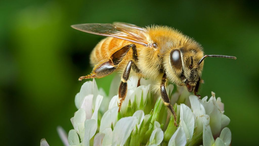 Thumbnail for Sweet as: Manuka honey producers win trans-Tasman tussle