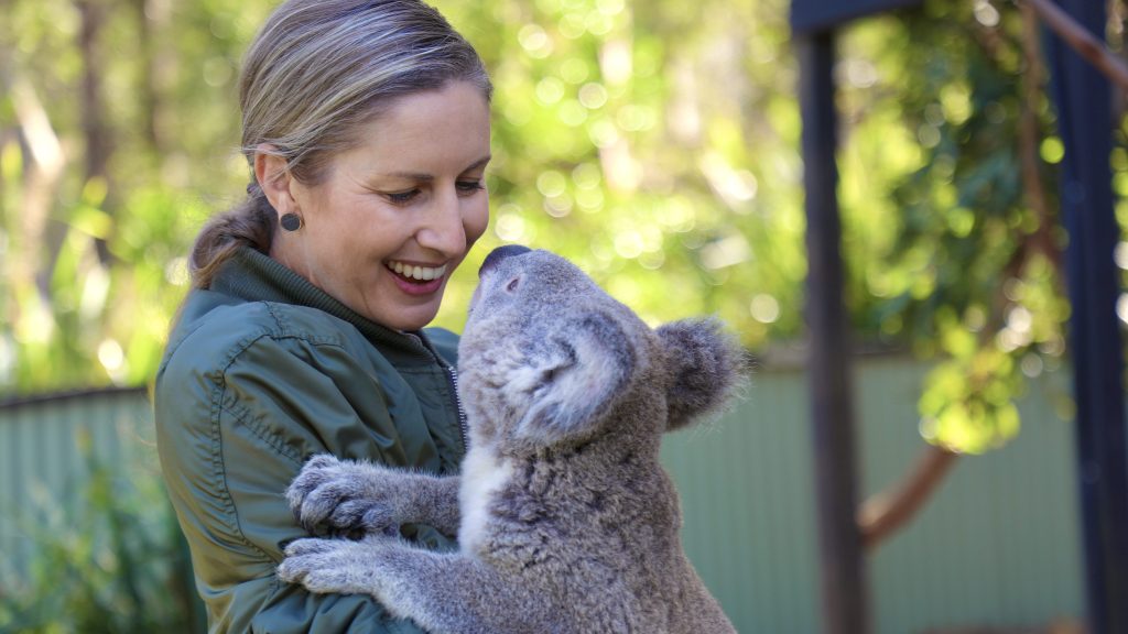 The success of a reforestation project has raised hopes about the survival of many koala species. (Image: AAP)

