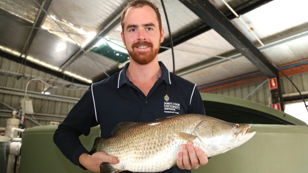 James Cook University (JCU) PhD Candidate Jarrod Guppy holding an anaesthetised male barramundi that is about two-years-old from JCU’s Marine and Aquaculture Research Facility in Townsville. Guppy is working to halve the time it takes for barramundi to reach breeding age, in a project that could have wider benefits to Australia's aquaculture industry. (AAP Image/Supplied by James Cook University) 