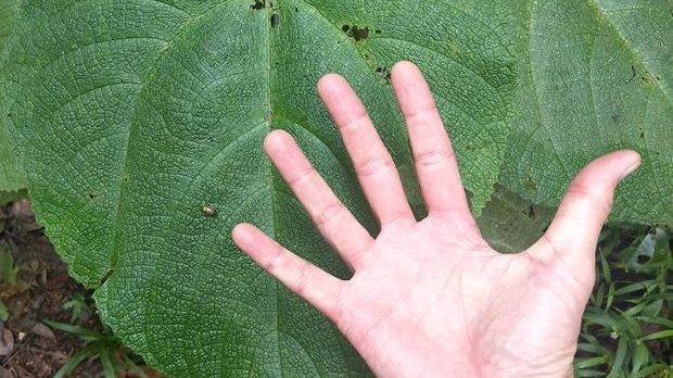 Thumbnail for How stinging scourge of the bush could soon ease torment of chronic pain