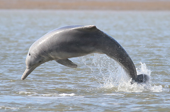 Thumbnail for Battle scars: Sharks leave their mark on dolphin species