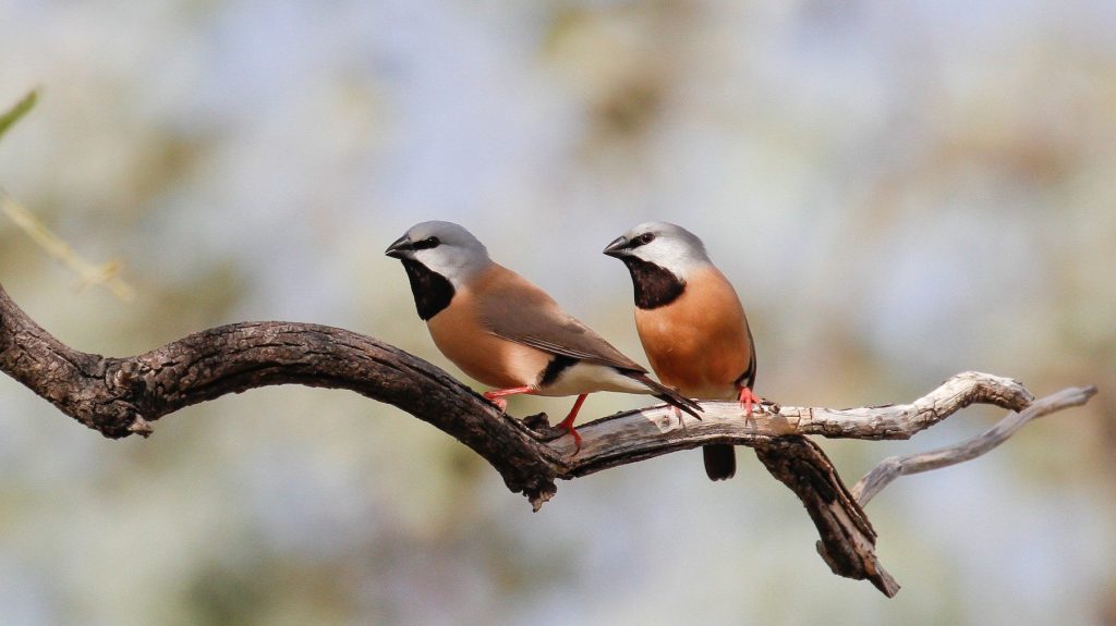 Thumbnail for After the political storm the tiny bird that almost stopped Adani is ‘thriving’