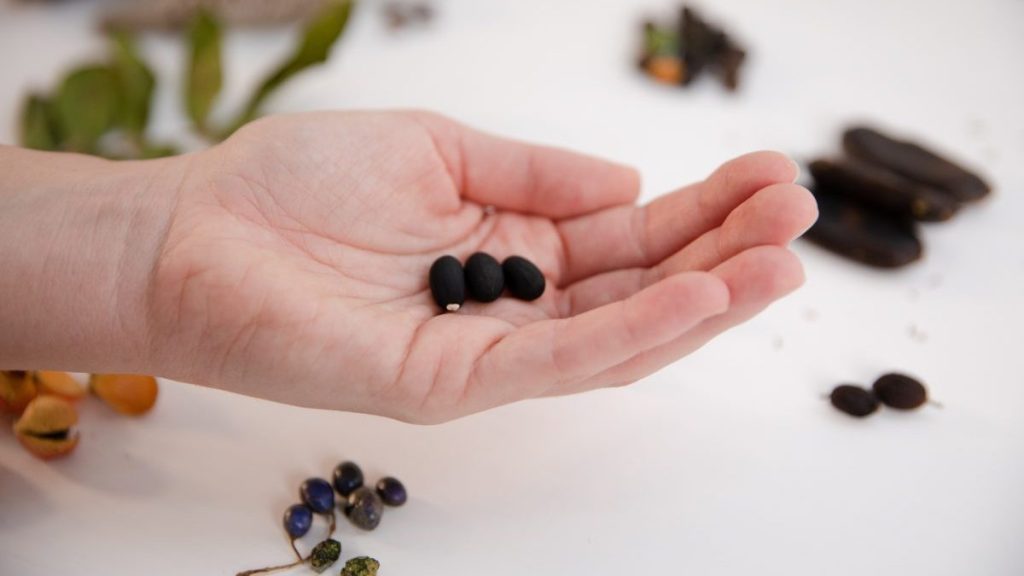 Conversations with the Forest artwork by Merinda Davies photo by Ellamay Fitzgerald