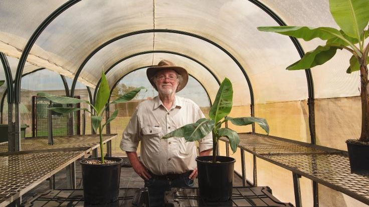 Thumbnail for Banana benders unite: QUT creates genetic saviour for our $US30 billion industry