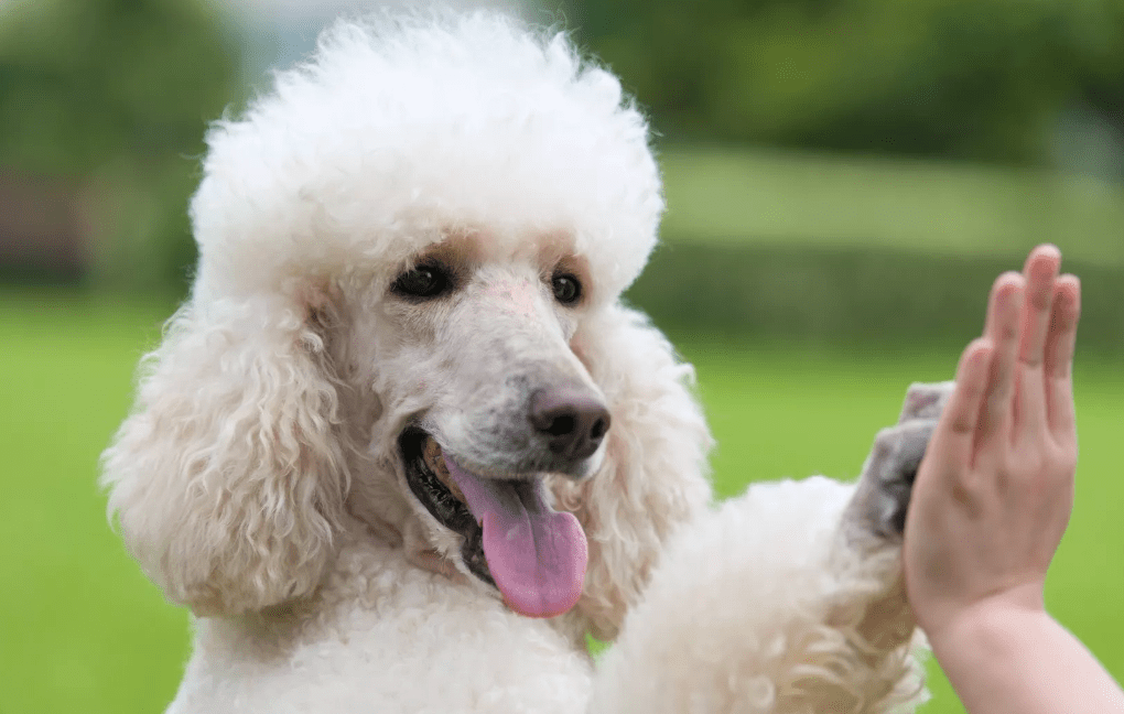 Thumbnail for Every dog has its day: How a Brisbane man and his poodle struck a blow for justice
