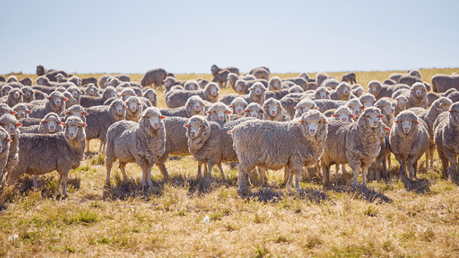 Thumbnail for Bigger spending means Queensland retains lead in carbon farming