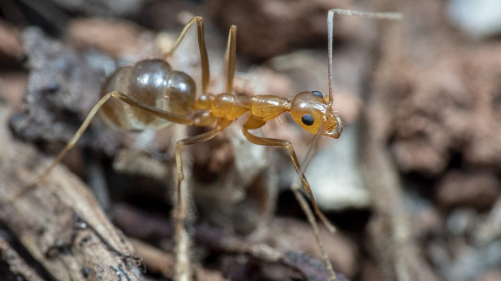  Researchers have detailed the devastating impact of yellow crazy ants on small skinks, and say rare and tiny Australian frogs could be next. (AAP Image/Supplied by James Cook University, Peter Yeeles) ONLY