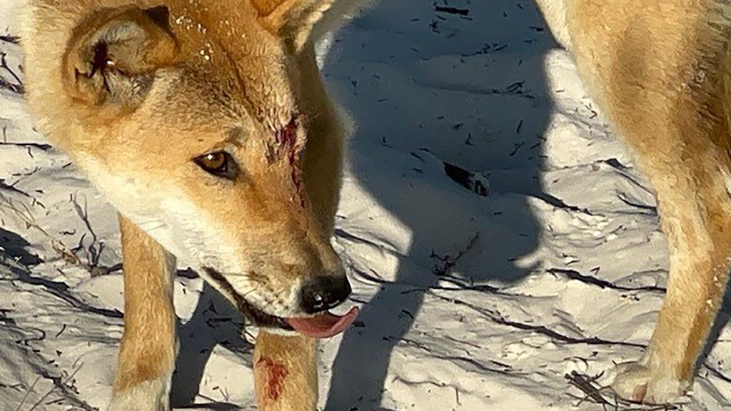 A supplied image of a dingo that was involved in an incident at K'Gary. A 10-year-old boy was grabbed on the shoulder and dragged under water on K’gari (Fraser Island). (AAP Image/Supplied) 