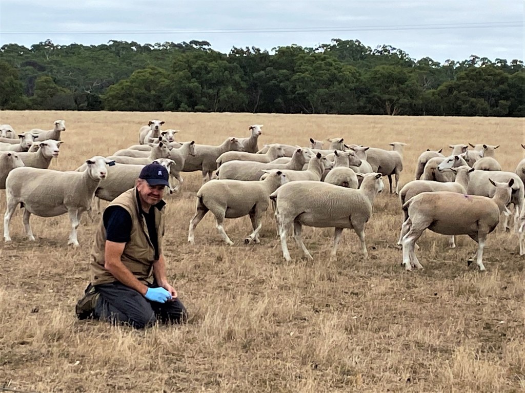A supplied image obtained on Monday, June 26, 2023, of scientist Russ Barrow inspecting sheep pellets for dung beetles at Summit Park Stud near Hamilton, Victoria in 2021. Areas impacted by flooding have recorded mass dung beetle kills, with scientists concerned it will mean more flies and disease this summer. (AAP Image/Supplied by Graeme Heath) NO ARCHIVING, EDITORIAL USE ONLY
