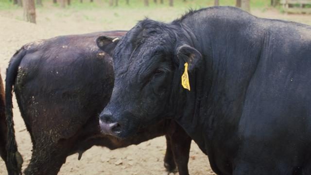 Thumbnail for Hunt for cattle thieves as Angus cows and bulls stolen