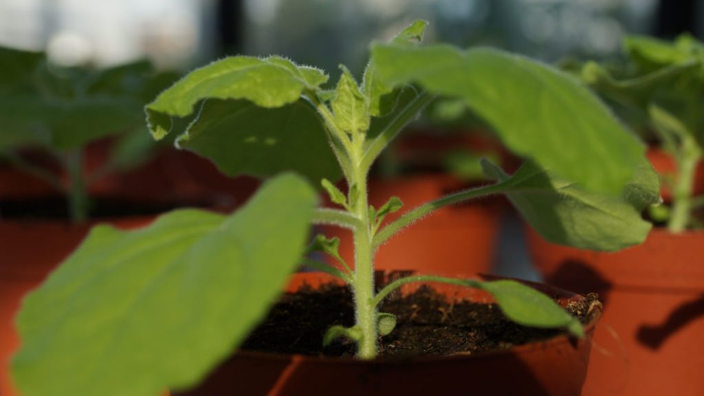 Thumbnail for UQ breakthrough could lead to tobacco biofactories