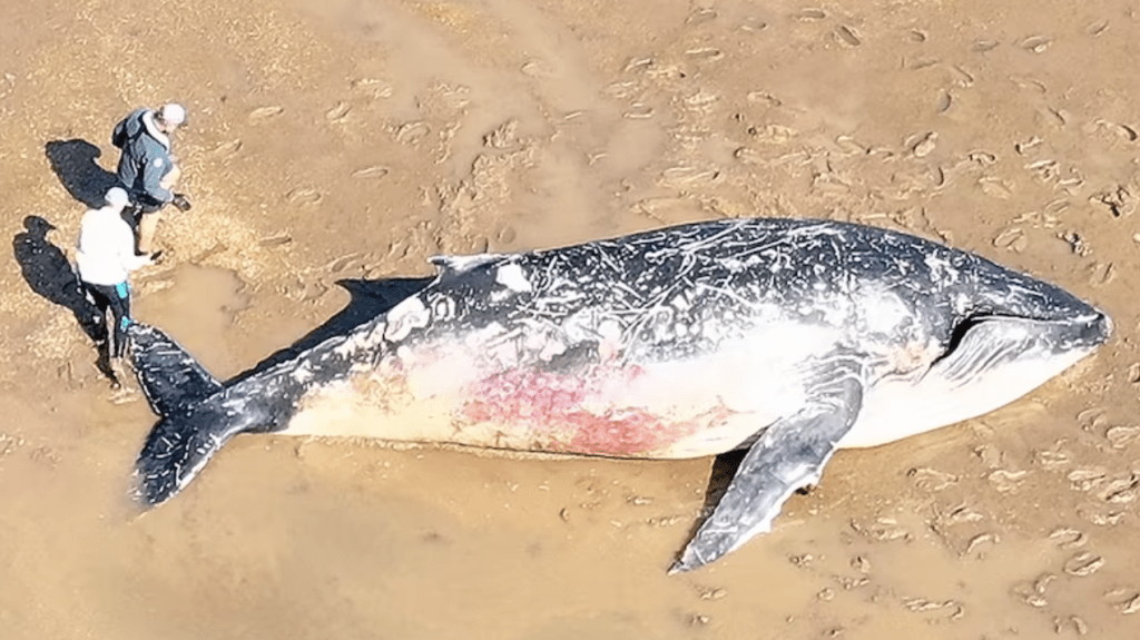 A humpback whale on the beach near Inskip Point, the second such stranding in the area in the past few days. (Image; ABC).