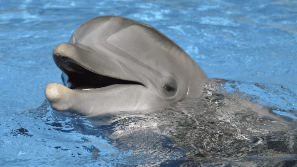 Thumbnail for Two pleas in a pod: How our clever dolphins are teaching each other to ‘beg’ for food