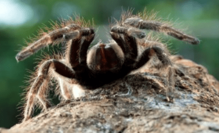 Thumbnail for Qld researchers think this rare tarantula could help treat a crippling disease