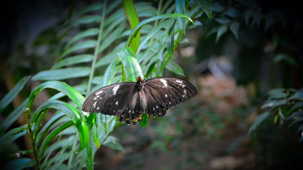 Thumbnail for Sixty billion rainforest bugs lost in Black Summer bushfires