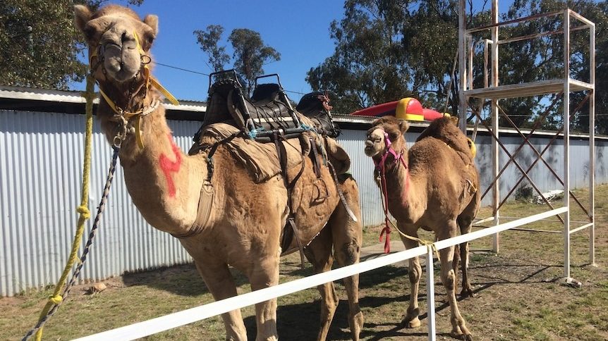 Thumbnail for Driver killed as school bus crashes into escaped camels