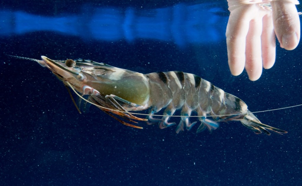 Thumbnail for Prawn wars: The $1.5 billion Project Sea Dragon and the push to stop it