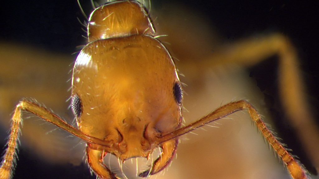 Thumbnail for Infestation fears as fire ant nests found on Stradbroke