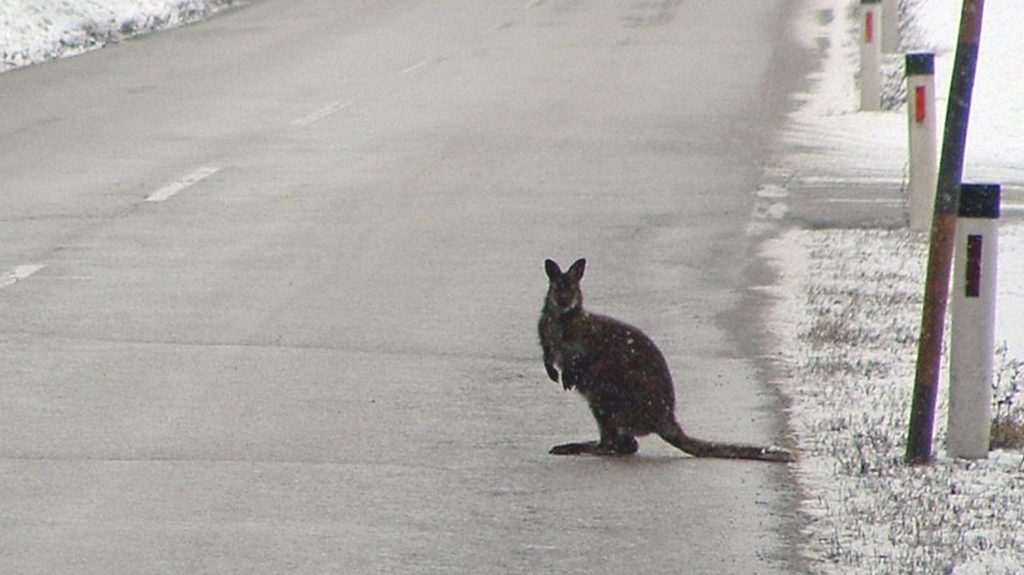 Thumbnail for Lost: Homesick ‘kangaroo’ – if found, please return to Australian coat of arms