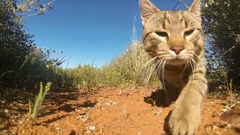 Thumbnail for How Queensland’s biosecurity system collapsed in costly, bureaucratic mess
