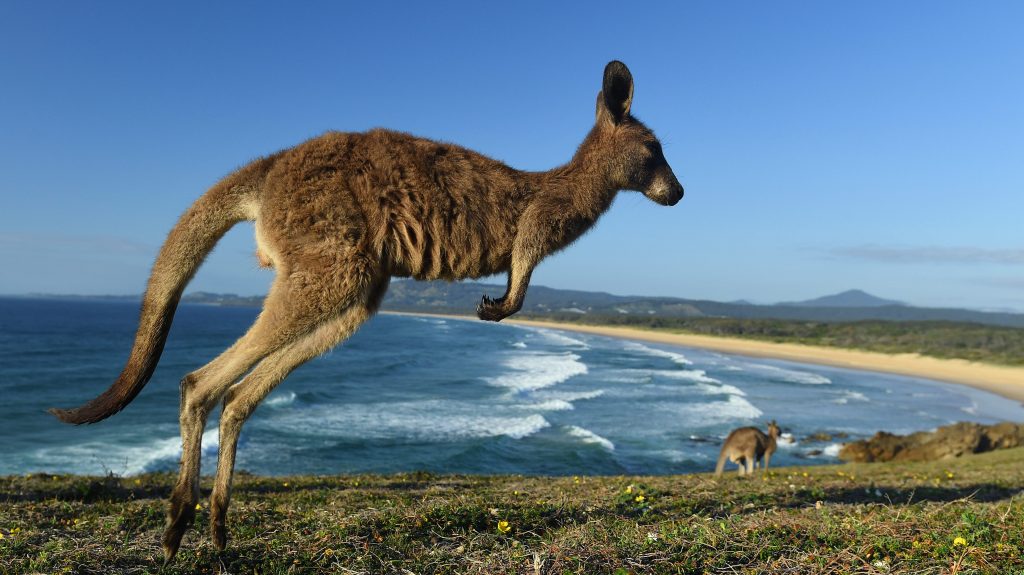 Thumbnail for Spring in your step: How kangaroo tendon transplants may be cure for knee injuries