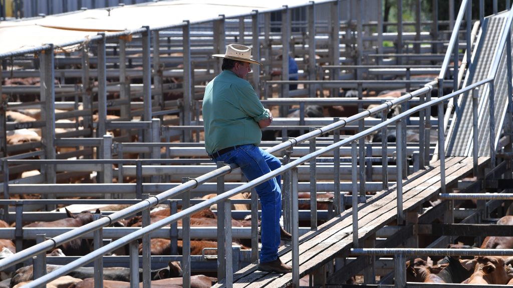 Thumbnail for Dry weather, falling meat prices will set farm incomes tumbling after record years