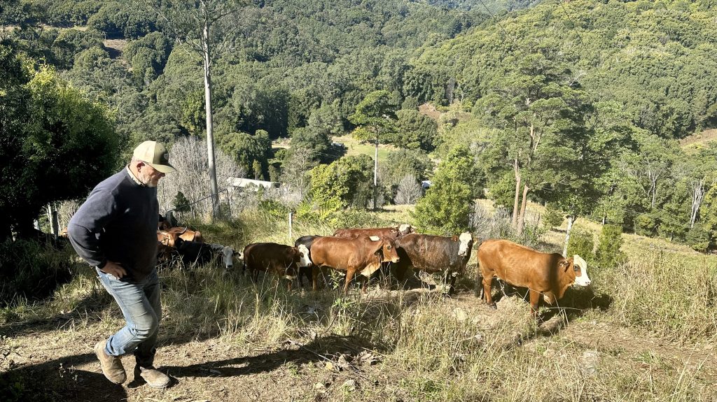 Thumbnail for NSW farmers call for check points but will it stop fire ants crossing the border?