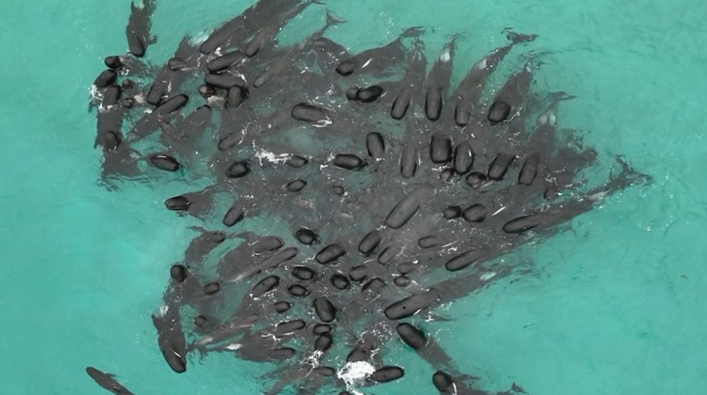 Thumbnail for Rescuers in all-night vigil after pod of 70 pilot whales strand themselves on remote WA beach