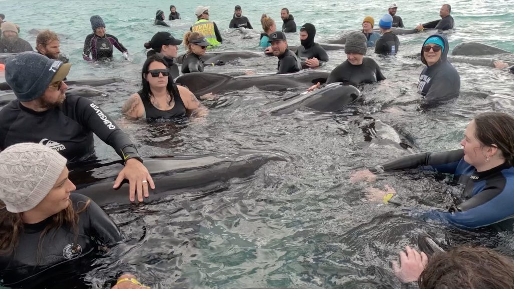 Thumbnail for Death wish: Scientists hope for some key learnings after 100 whales perish on quiet beach