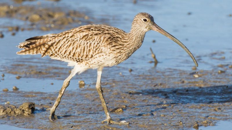 The easterm curlew was being impacted by drones (Photo: Australian Conservation Foundation_