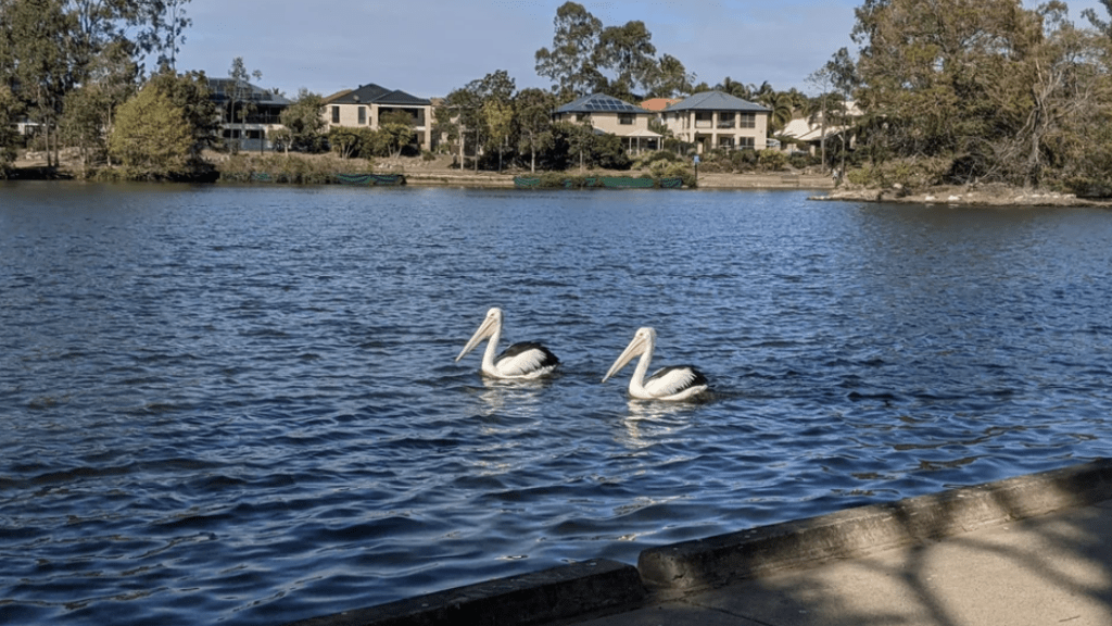 Thumbnail for Once a showpiece, why is this Brisbane lake now among world’s most polluted?