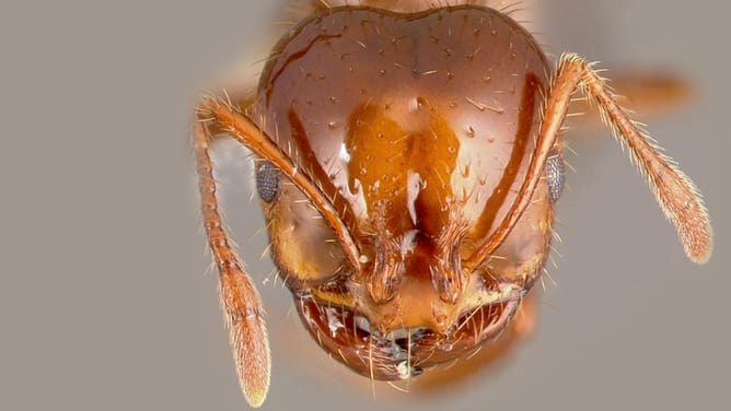 Thumbnail for Minister calls for changes after report bags State’s biosecurity