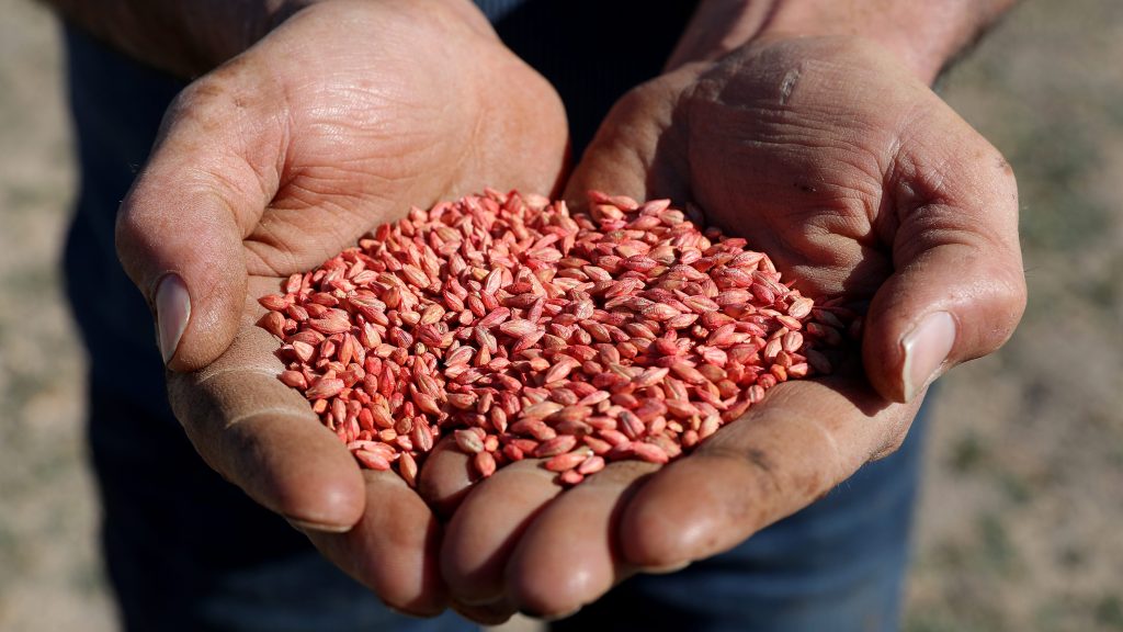Thumbnail for Grain explosion: Prices soar as first Aussie shipment to China marks end of barley barney