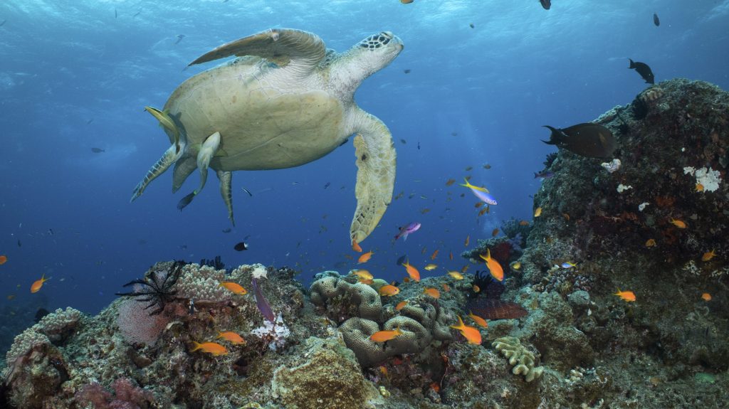 Thumbnail for Pledge sinks in $192m to help keep Barrier Reef afloat