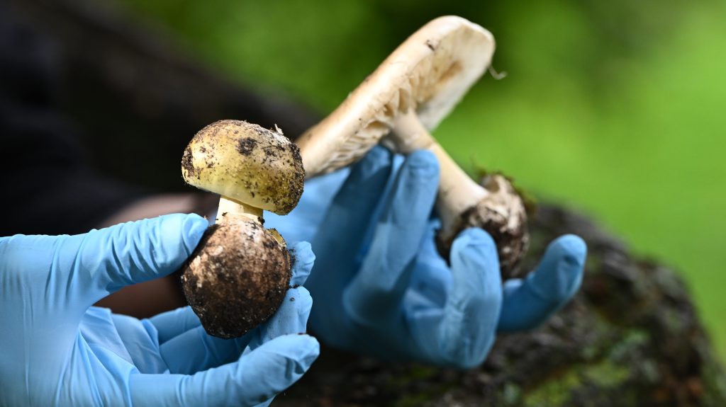 Thumbnail for Woman who cooked deadly mushroom meal, killing three, pleads innocence