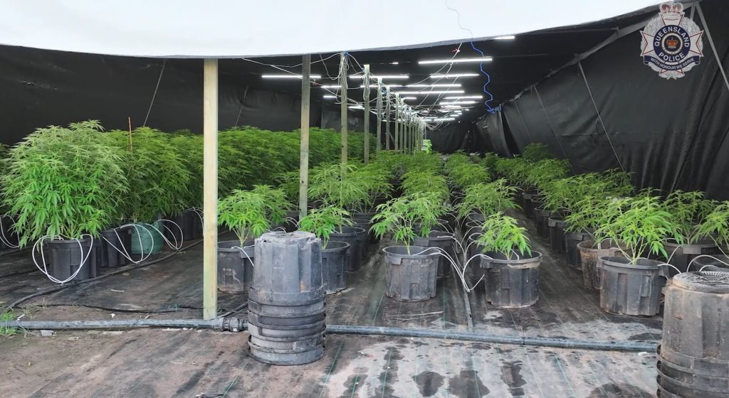 A screenshot from a supplied video shows a greenhouse containing cannabis plants on a rural property in Mount Maria, Queensland. Police have seized $60 million of drugs after two cannabis plantations were busted in central Queensland. (AAP Image/Supplied by Queensland Police)