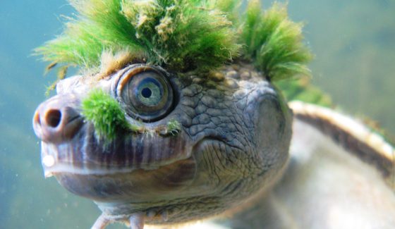Thumbnail for What a bummer: Queensland’s ‘punk rock turtle’ at risk of extinction