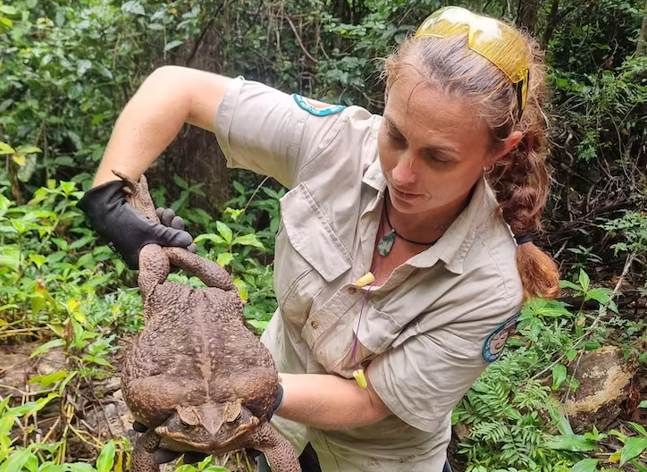 Thumbnail for How a thousand Aussies rallied to stop hundreds of millions of cane toads