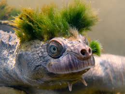 The Mary River or bum-breathing turtle was known for its punk rock look and was now endangered, but the townsfolk of Tiaro are coming to the rescue (photo: Tiaro Landcare)
