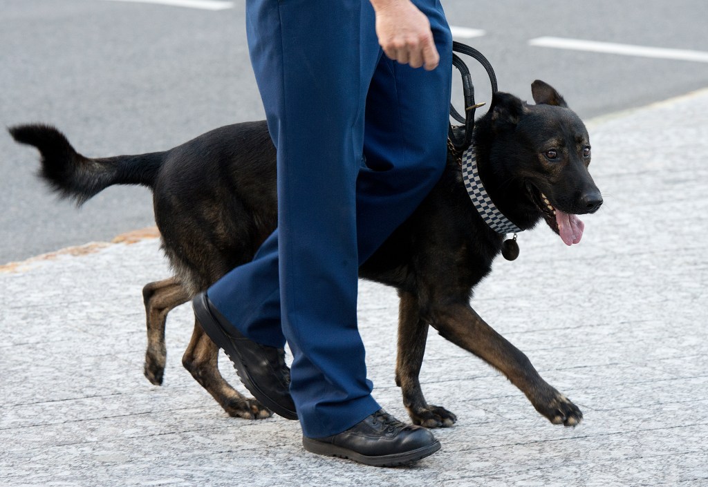 Stock photograph of a Queensland Police Officer walking his police dog in the Brisbane CBD, Friday, Feb. 28, 2014. (AAP Image/Dave Hunt) NO ARCHIVING